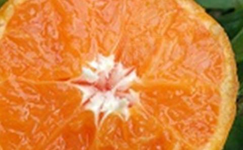 2025年秋よりお届け 訳あり！！温州みかん 約10kg 果物類 柑橘類 フルーツ