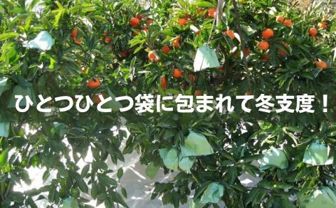 越冬完熟みかん（小原紅早生）約3kg 果物類 柑橘類 フルーツ ミカン 早生みかん