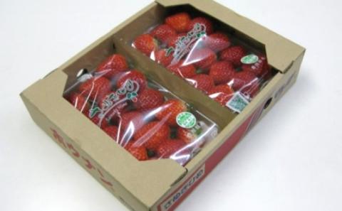 いちご「さぬきひめ」約250g×2パック 果物類 苺 イチゴ