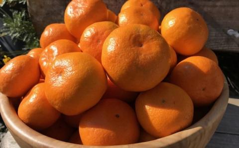 2025年秋よりお届け 田口早生みかん　約5kg 果物類 柑橘類 柑橘 ミカン フルーツ 蜜柑 くだもの