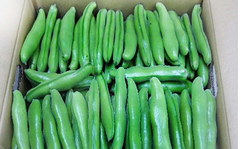 そら豆 約4kg 野菜 そらまめ　 