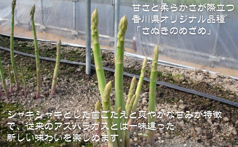 香川県オリジナルアスパラガス「さぬきのめざめロング」(