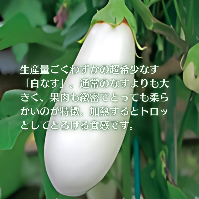 【数量限定】とっても柔らか 貴重な白なす 約1.8kg 茄子 野