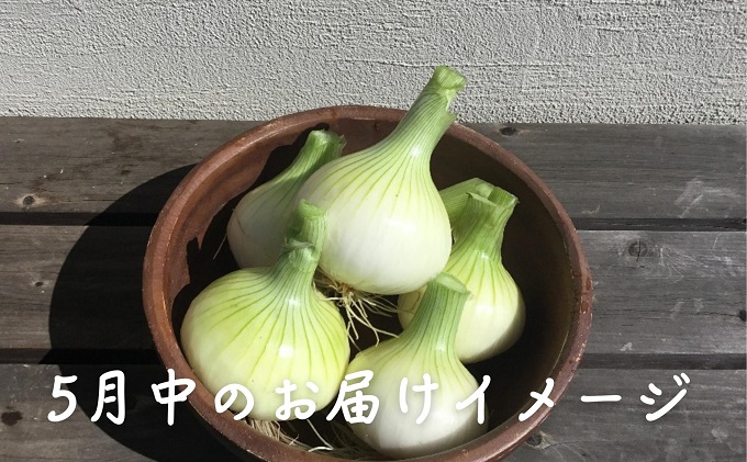 観音寺産 採れたての たまねぎ　約6kg（2ヵ月連続お届け） 