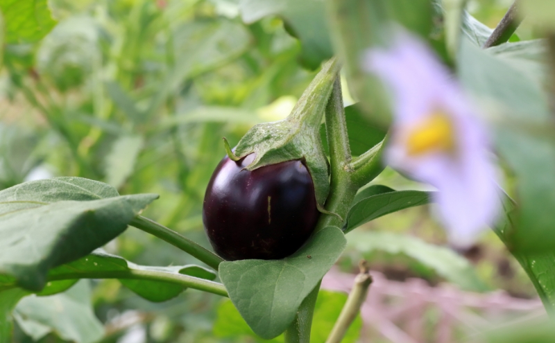 讃岐の名産 三豊なす 約1.8kg 野菜 ナス 茄子 野菜セット 