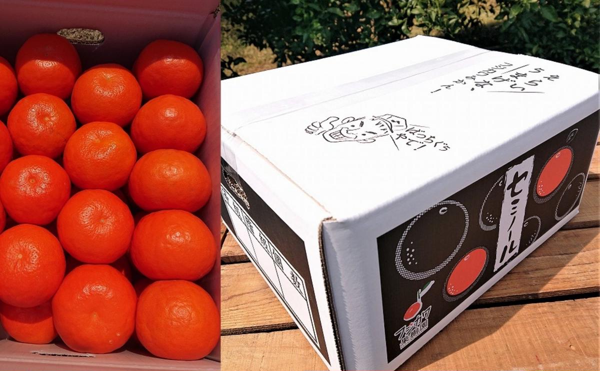 2026年先行予約 セミノール 特選33玉 Lサイズ 約5kg 果物類 柑