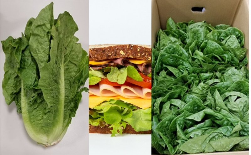 シャキシャキ食感！　ロメインレタス　約5kg