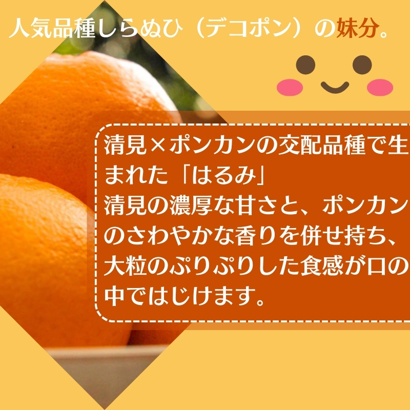 2026年先行予約 はるみ 約5kg 果物類 柑橘類 フルーツ みかん デコポン