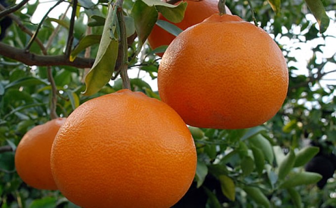 2026年先行予約 数量限定  瀬戸内せとか 約5kg【ご家庭用】 みかん フルーツ 果物 柑橘類