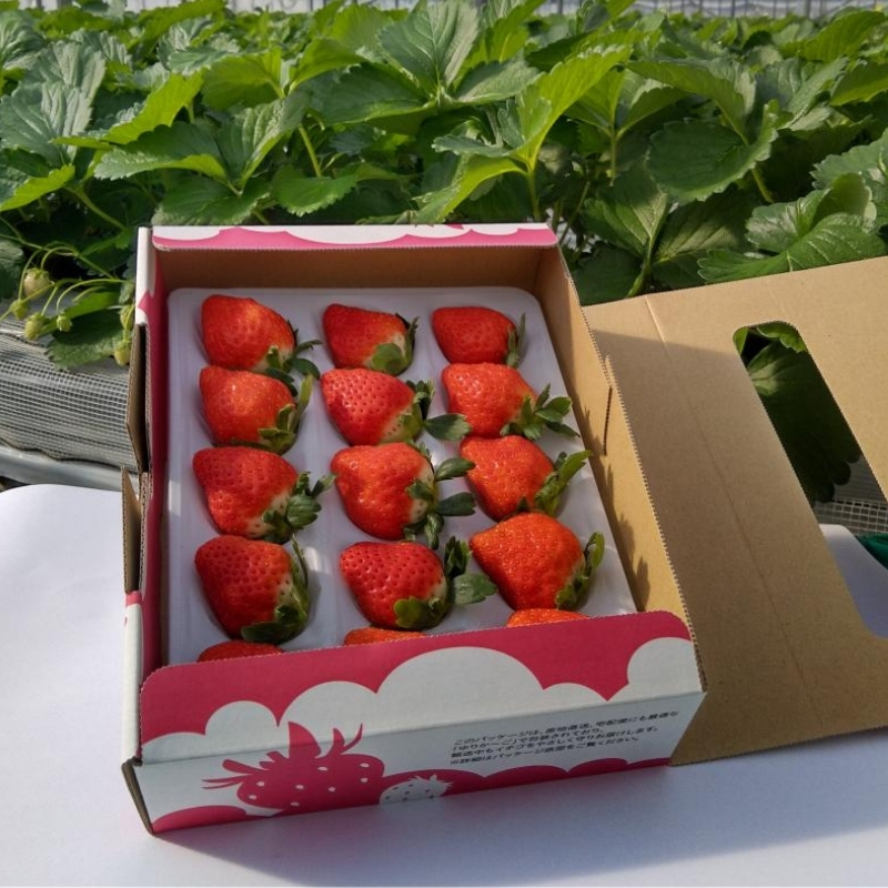 数量限定　観音寺産いちご(さぬき姫)400g以上×1箱 讃岐の美味しい苺 イチゴ 果物類 フルーツ