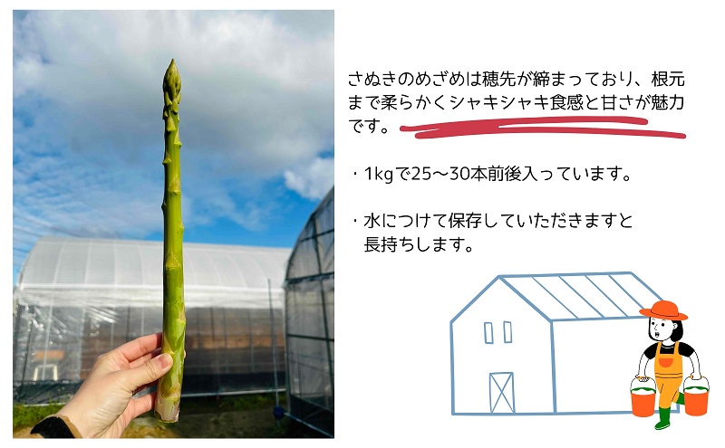朝採れ アスパラ【さぬきのめざめ】夏芽 2Lサイズ　約1kg （25～30本）