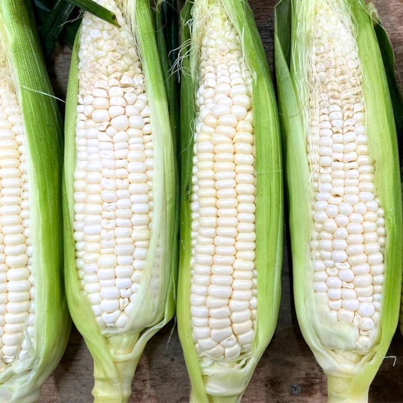 ご家庭用 細物 ホワイトコーン 約3.5kg とうもろこし 野菜