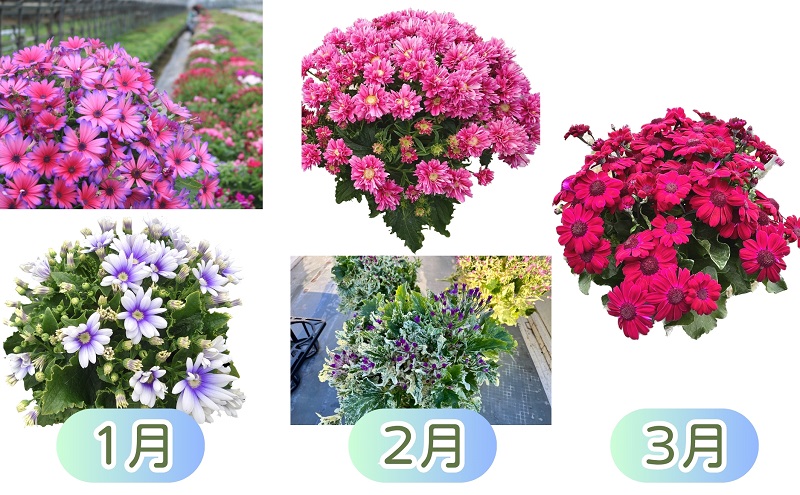 モリヒロ園芸が育てたお花の12ヶ月定期便