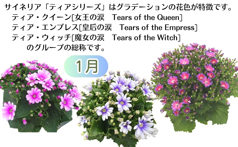 モリヒロ園芸のオリジナルブランドのお花6ヶ月定期便 植物