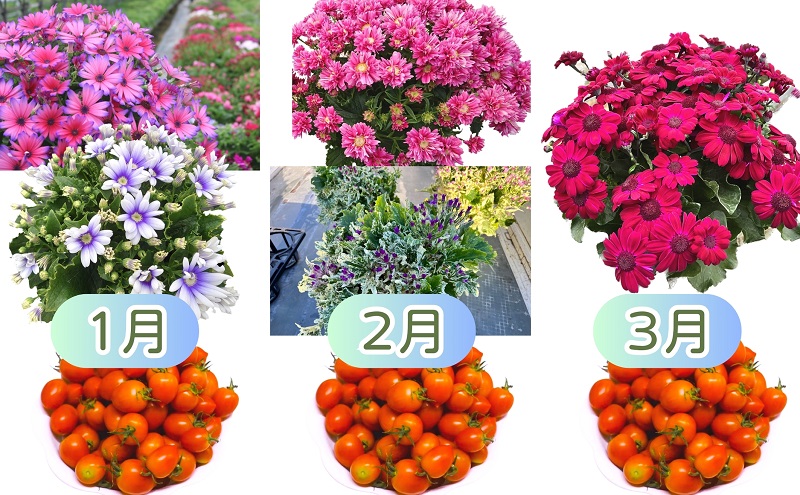 モリヒロ園芸が育てたお花とトマトとシャインマスカット