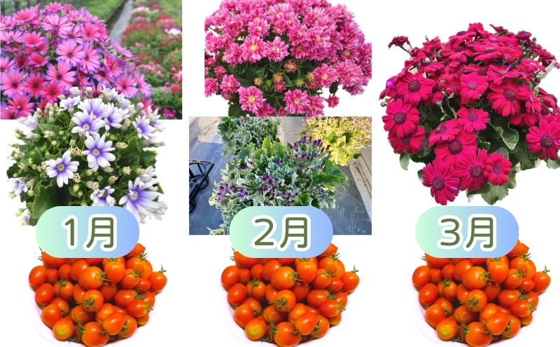 モリヒロ園芸が育てたお花とトマトの12ヶ月定期便 植物 野