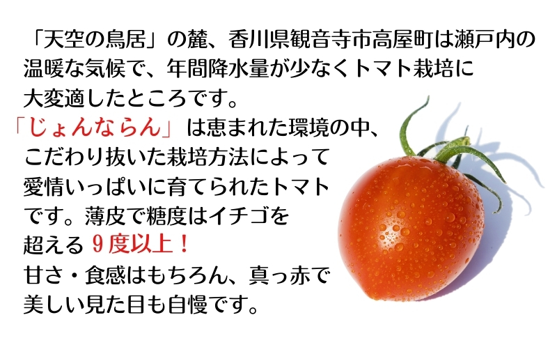 モリヒロ園芸が育てたじょんならんトマトとシャインマス