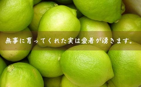 【2025年 先行予約】みどり認定 ハウス栽培グリーンレモン 約2.3kg 国産レモン 香川 果物類／柑橘類／みかん レモン
