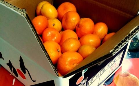 2025年秋よりお届け 高糖度系石地みかん 約10kg 果物類 柑橘類 フルーツ ミカン 蜜柑 くだもの