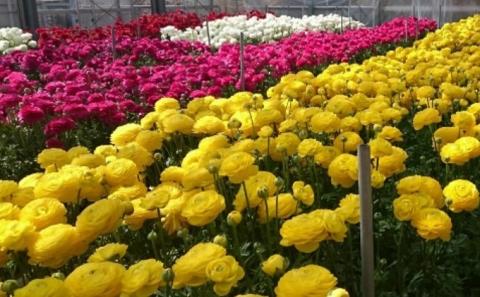 ラナンキュラス「てまり（赤系色）」切花50本