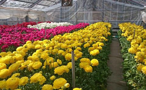 【年内発送】ラナンキュラス「てまり（黄系色）」切花50本