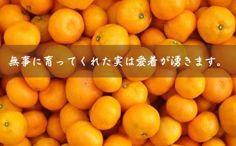 2025年秋よりお届け フジカワ温州みかん 約5kg フルーツ 果物類 柑橘類 ミカン 蜜柑 くだもの
