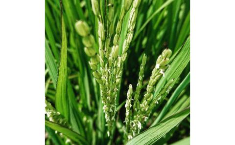 自然玄米4点セット