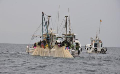 旨味がハンパない伊吹島「釜揚げいりこしょうゆ焼」