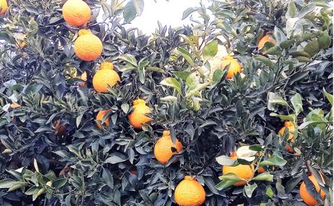 味自慢！讃岐しらぬひ 約5kg 果物類 柑橘類 柑橘 みかん ミカン フルーツ