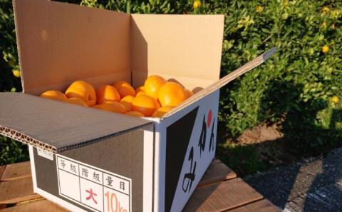 石地大玉くん　約10kg 果物類 柑橘類 柑橘 みかん ミカン フルーツ