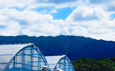 トマト嫌いが作ったあま～いミニトマト『とまこひめ』約1kg  冷蔵便配送