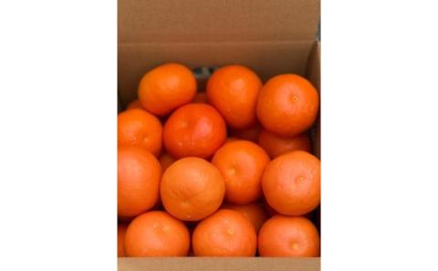 2026年先行予約 セミノール　約3kg 果物類 柑橘類 フルーツ