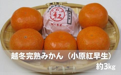越冬完熟みかん（小原紅早生）約3kg 果物類 柑橘類 フルーツ ミカン 早生みかん