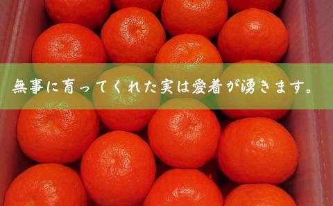 2026年先行予約 セミノール 特選33玉 Lサイズ 約5kg 果物類 柑橘類 フルーツ みかん ミカン