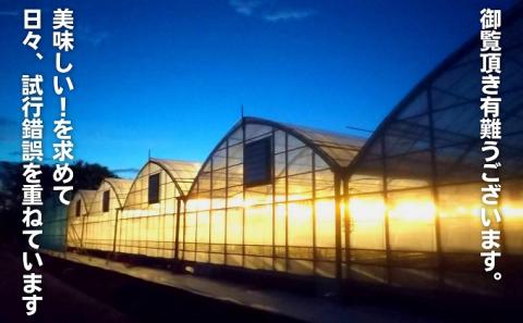 数量限定　観音寺産いちご（さぬき姫）バラ詰め約1kg（約500g×2箱）