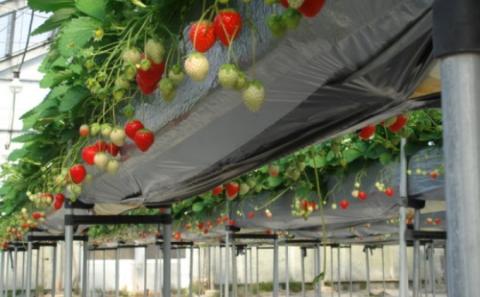 いちご「さぬきひめ」約250g×2パック 果物類 苺 イチゴ