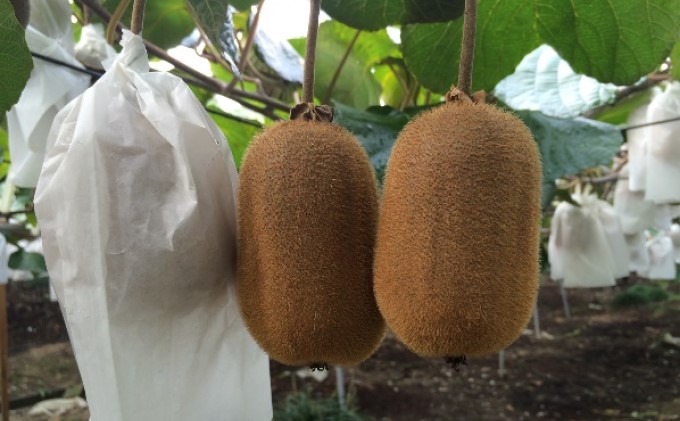 香川県オリジナルキウイ「香緑（こうりょく）」約3kg  果実