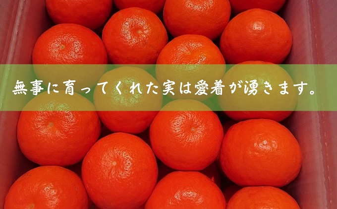 2026年先行予約 セミノール 特選33玉 Lサイズ 約5kg 果物類 柑