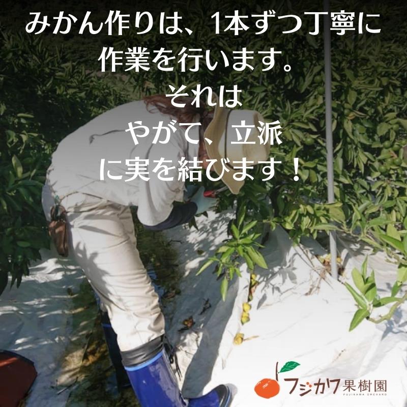 2026年冬よりお届け 高糖度系石地みかん 約3kg 柑橘類 フルーツ 果物 ミカン