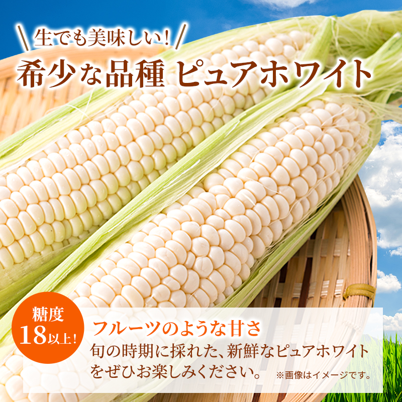 《糖度18度以上》スイートコーン とうもろこし ピュアホワイト 5～6本 ※お届け：2025年6月中旬～7月上旬 野菜