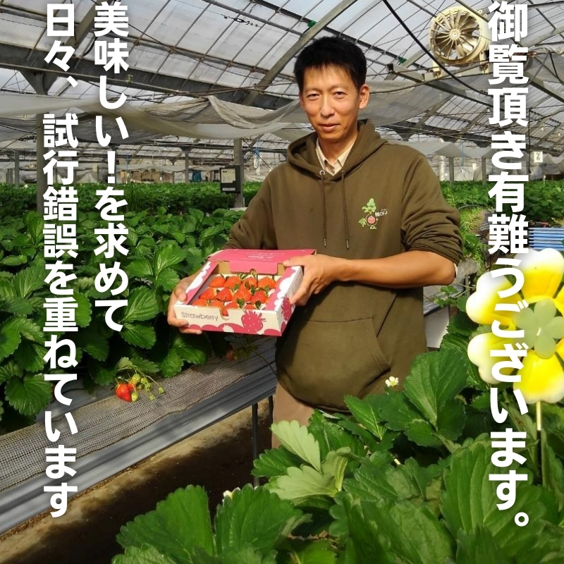 数量限定　観音寺産いちご(さぬき姫)400g以上×1箱 讃岐の美味しい苺 イチゴ 果物類 フルーツ