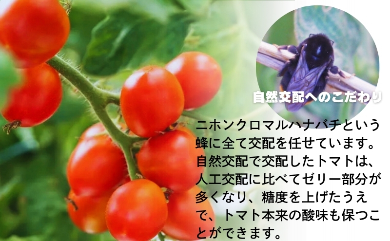 モリヒロ園芸が育てたじょんならんトマト（ご自宅用ボックス）