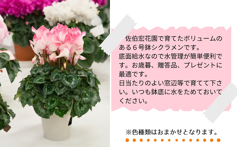 6号鉢 底面給水シクラメン 1鉢（箱入り）