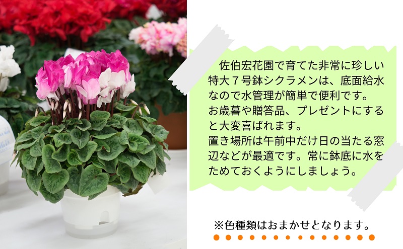 7号鉢 底面給水 シクラメン 1鉢（箱入り）