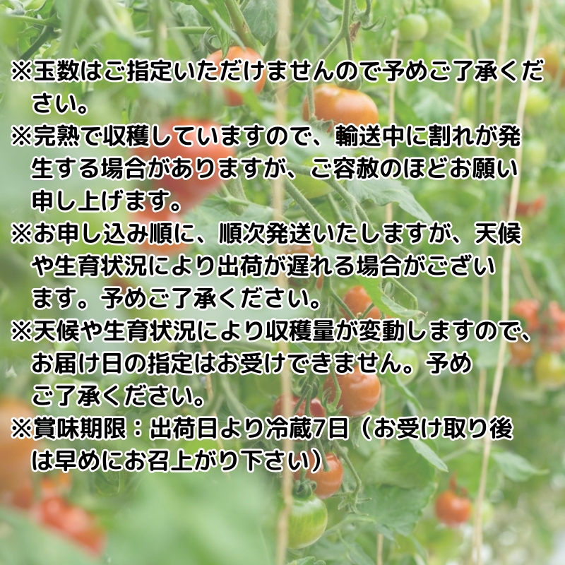 井下とまと園の完熟 フルーツトマト 約2kg 果物類 野菜