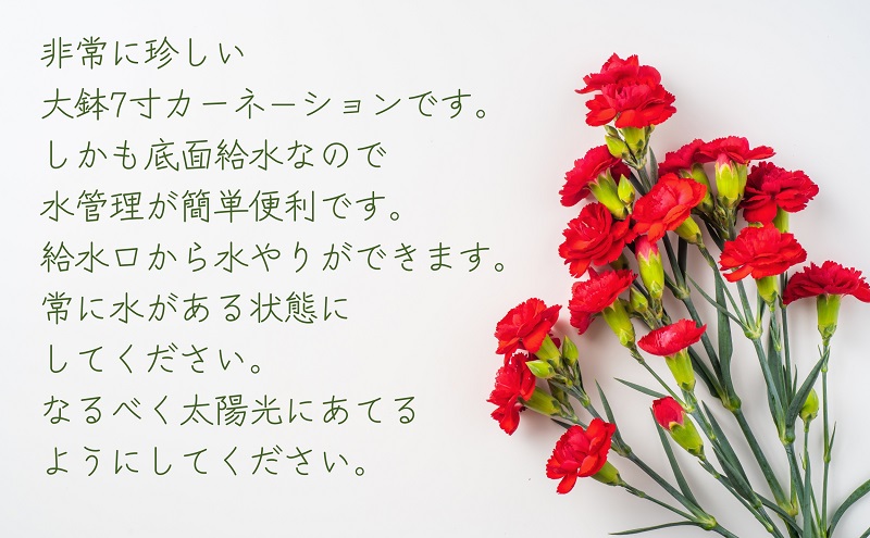 【2026 母の日 先行予約】7寸カーネーション　赤 母の日ギフト 花 フラワー? 植物 お花 贈り物 珍しいカーネーション 底面給水 母の日のプレゼント?