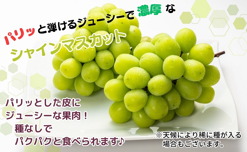 【2026年8月中旬より順次発送】 極撰！大房シャインマスカット 1房（約750g） 果物 ぶどう フルーツ 飴色 輝く 高糖度 風味 果皮 口どけ パリッ ジューシー 果肉 種なし パクパク 老舗 果物屋