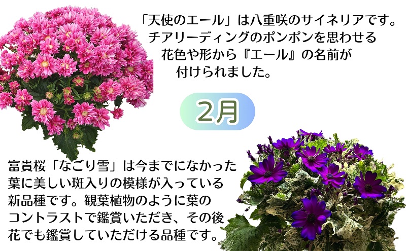 モリヒロ園芸のオリジナルブランドのお花6ヶ月定期便