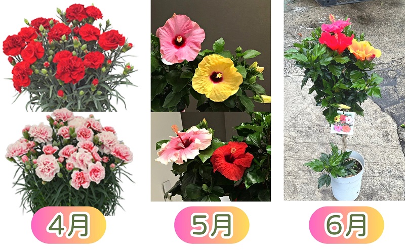 モリヒロ園芸が育てたお花の12ヶ月定期便