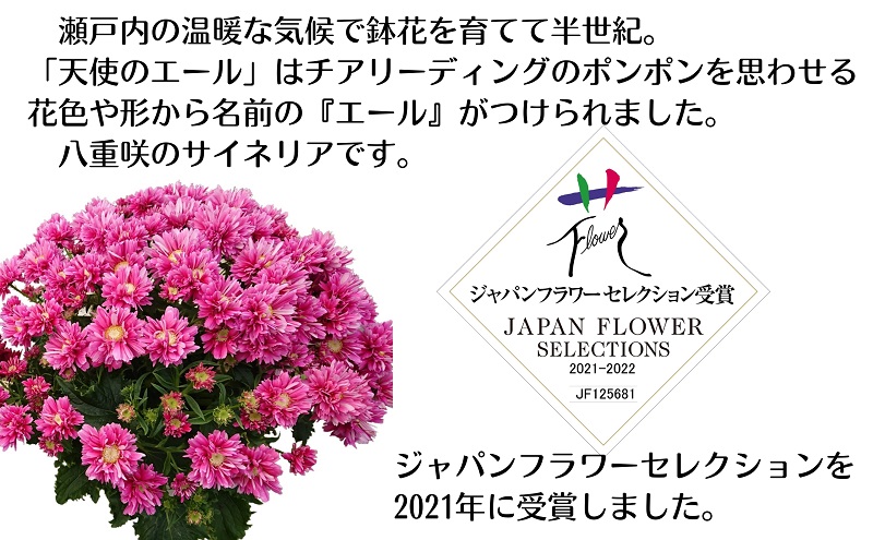 モリヒロ園芸が育てたサイネリア「天使のエール」